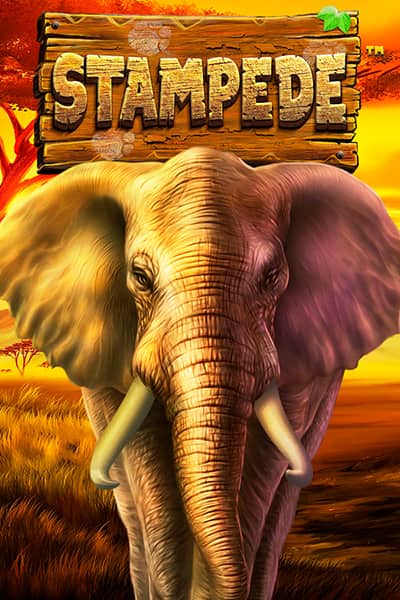 Stampede